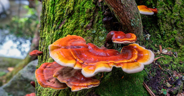 GANODERMA LUCIDIUM